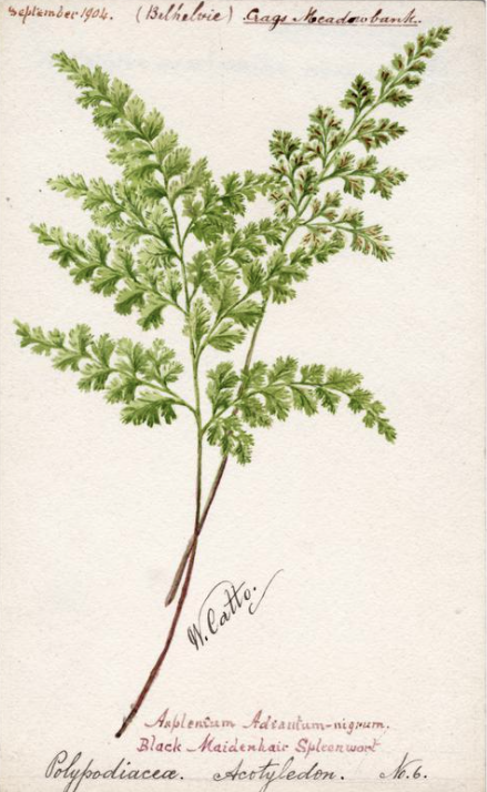 William Catto sketch of a Black Maidenhair acotyledon plant