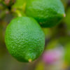 A green lemon
