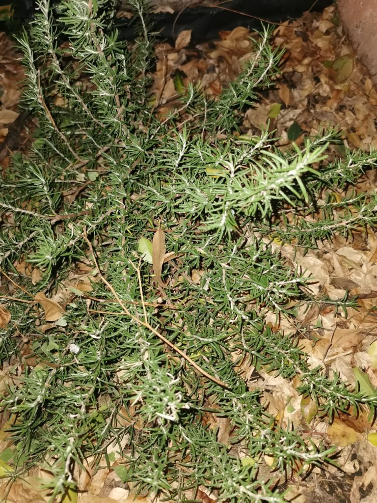 rosemary bush
